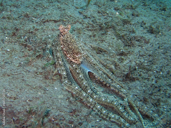 Obraz Octopus 