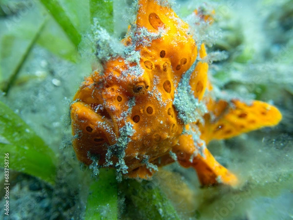 Obraz Frogfish