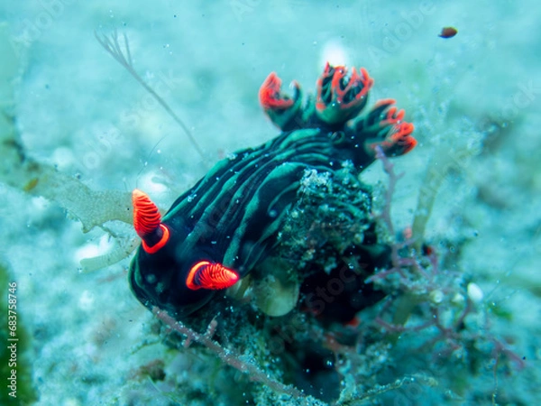 Obraz Nudibranch