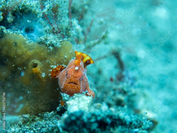 Obraz Frogfish