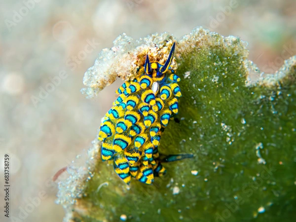 Obraz Nudibranch