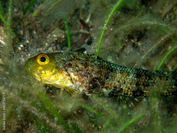 Obraz lizard fish