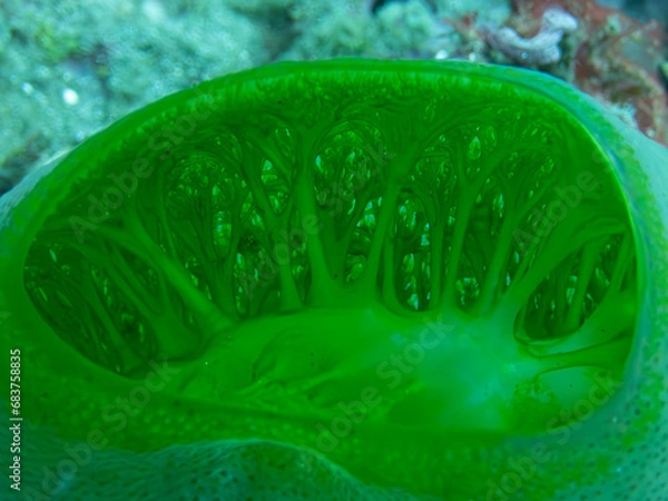 Obraz Sea squirt 