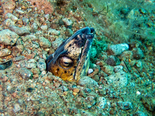 Obraz Napoleon Snake Eel