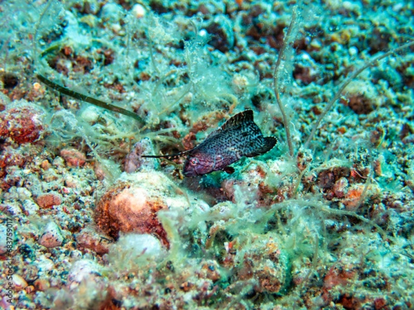 Obraz Wrasse in the weeds 