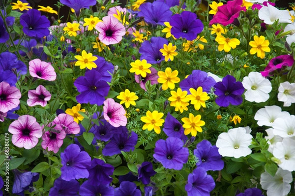 Obraz a mix of different colorful outdoor plants