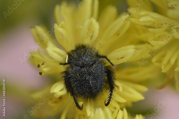 Fototapeta beetle on flower