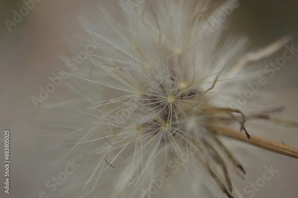 Fototapeta dandelion seed head