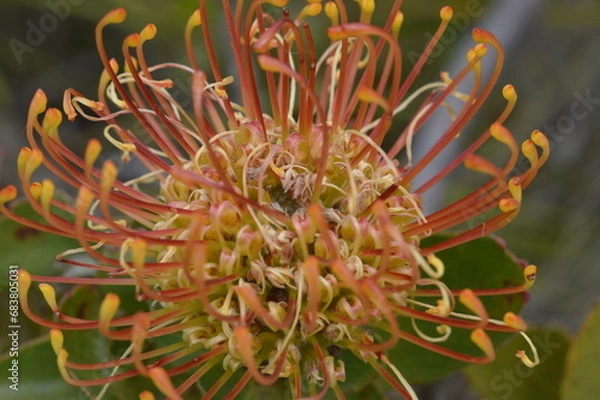 Fototapeta close up of a protea flower
