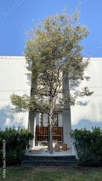 Fototapeta 一本の樹があるカフェ