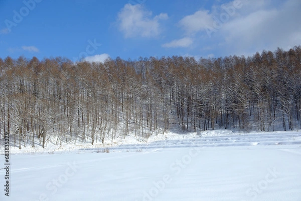 Fototapeta 北海道の冬景色