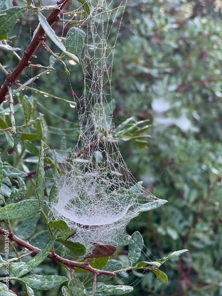 Fototapeta dew on the branches