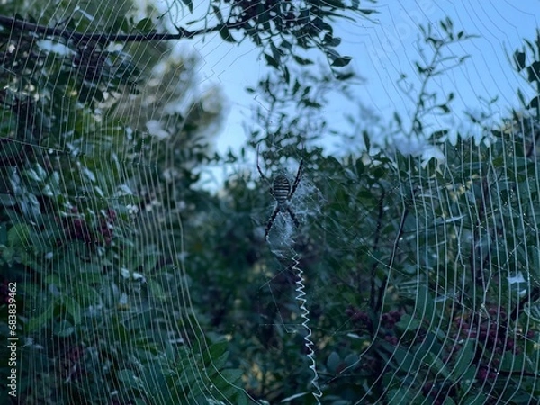 Fototapeta spoderweb