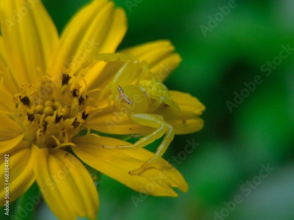 Fototapeta Flower crab spider or Thomisidae with a beautiful camouflage yellow color