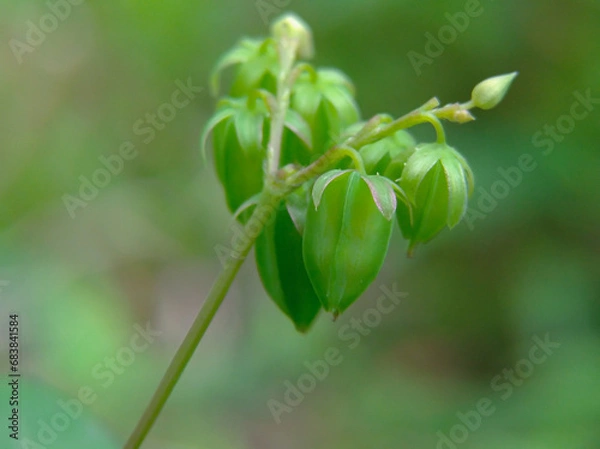 Fototapeta Oxalis barrelieri or calincing fruit, grows on wild bushes and is small