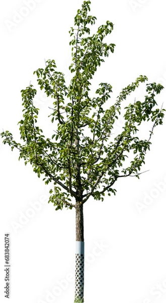 Obraz Freistehender junger Apfelbaum mit grünen Blättern