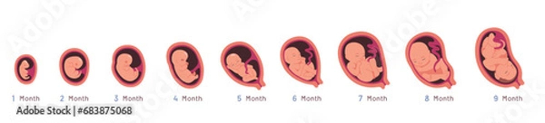 Fototapeta Embryo development month growth stages set. Unborn human baby fetus, placenta in uterus. Fetal development prenatal process sequence, reproduction, pregnancy concept flat vector illustration