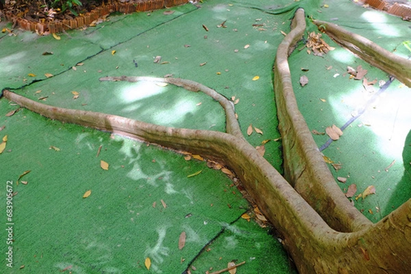 Fototapeta Root of a tree on the ground over the green floor