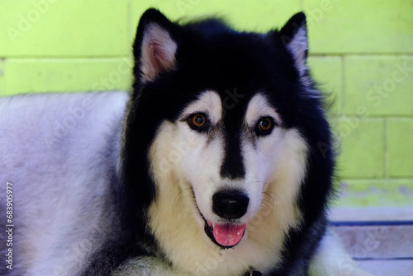 Obraz Front face side of black and white Siberian Husky dog