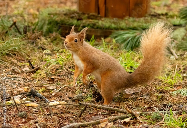 Fototapeta Curious and inquisitive little scottish red squirrel in the woodland 
