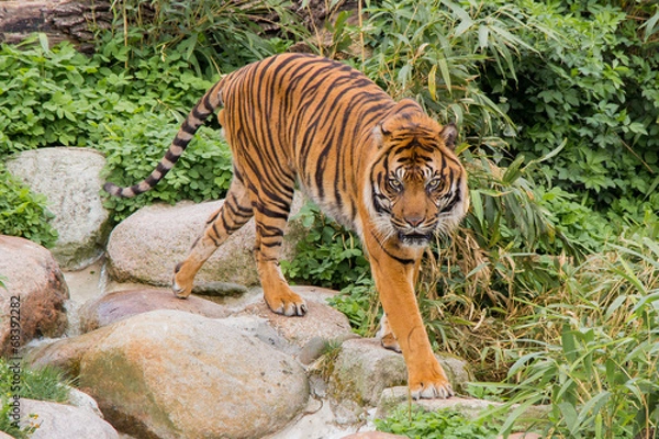 Fototapeta Indian tiger