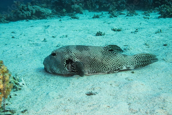 Obraz  Weißflecken-Kugelfisch (Arothron hispidus) 