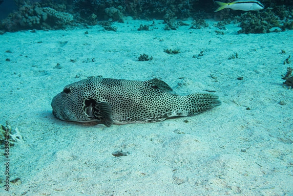 Obraz  Weißflecken-Kugelfisch (Arothron hispidus) 