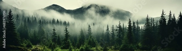 Fototapeta Serene Misty Evergreen Forest Panorama