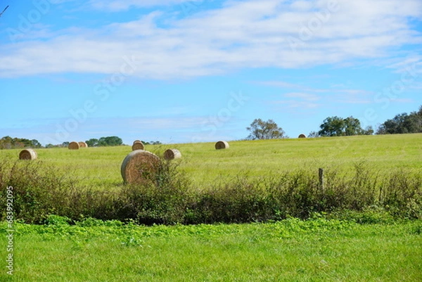 Fototapeta Round Hay stack in a florida farm and beautiful cloud	