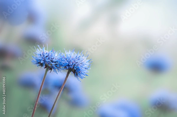 Obraz blue round  wild flowers