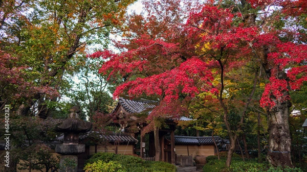 Fototapeta 色付く境内