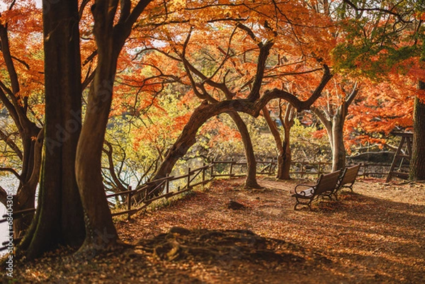 Obraz 아침빛이 들어오는 가을풍경