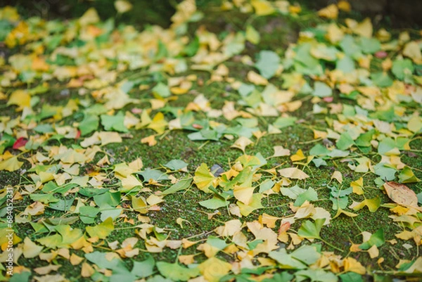 Fototapeta 苔むした庭とイチョウの落ち葉