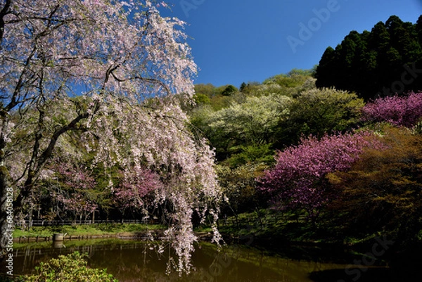 Obraz 満開の桜に出会える最明寺史跡公園（至福の春の時間）
