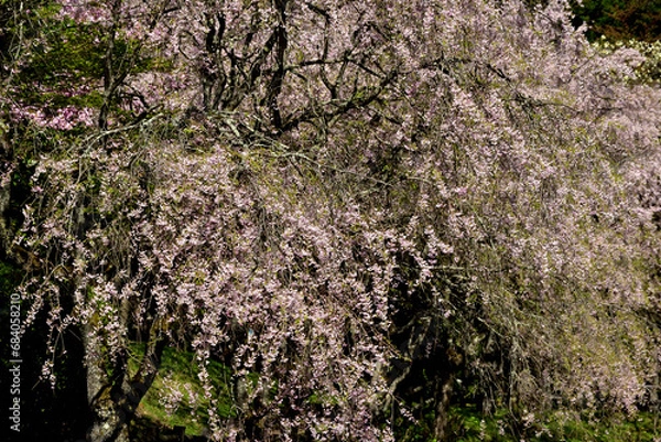 Obraz 満開の桜に出会える最明寺史跡公園（至福の春の時間）