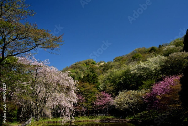 Obraz 満開の桜に出会える最明寺史跡公園（至福の春の時間）
