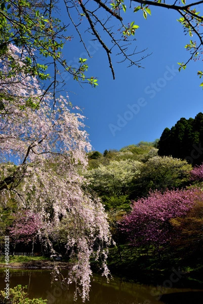 Fototapeta 満開の桜に出会える最明寺史跡公園（至福の春の時間）