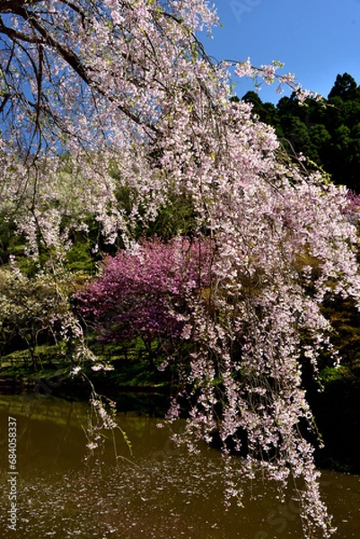 Fototapeta 満開の桜に出会える最明寺史跡公園（至福の春の時間）