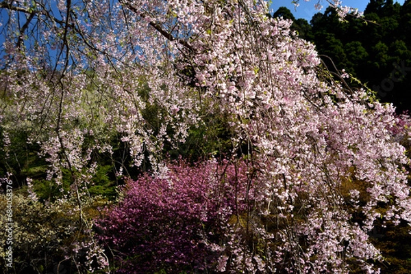 Fototapeta 満開の桜に出会える最明寺史跡公園（至福の春の時間）