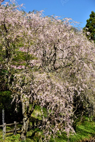 Fototapeta 満開の桜に出会える最明寺史跡公園（至福の春の時間）