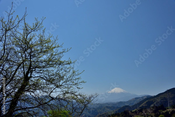 Fototapeta 絶景富士山と新緑の高松山