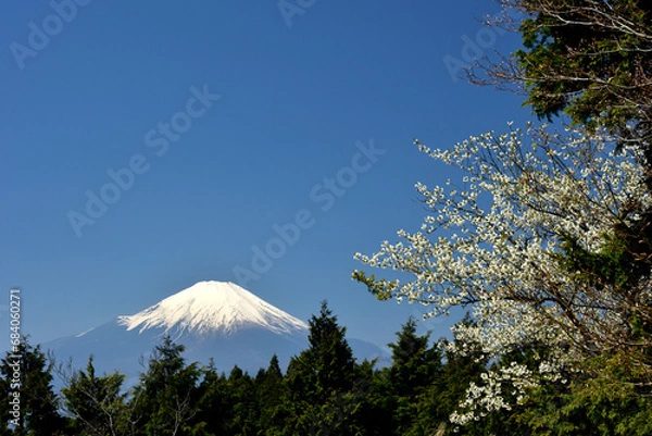 Fototapeta 絶景富士山と新緑の高松山