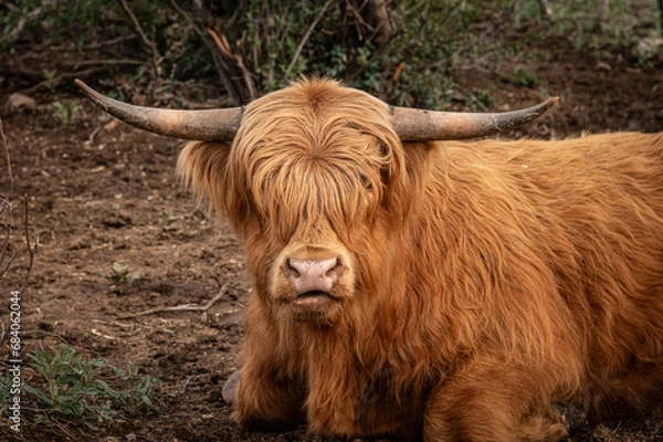 Obraz Highland Bull