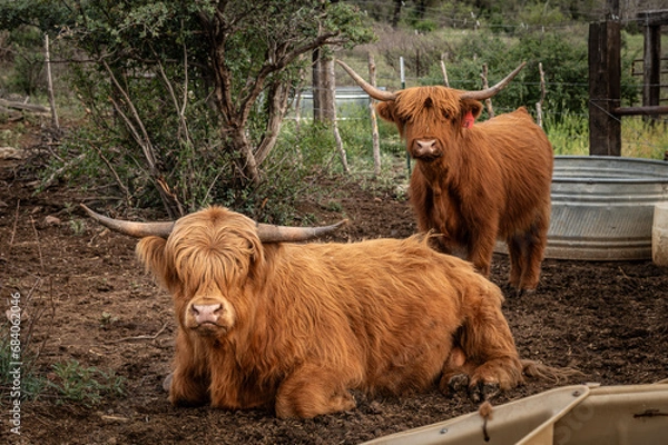 Obraz Highland Cattle