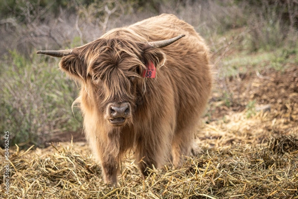 Obraz Highland Cow Light