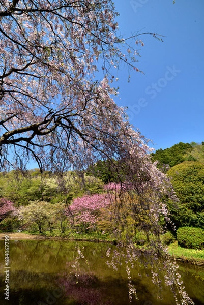 Obraz 満開の桜に出会える最明寺史跡公園（至福の春の時間）
