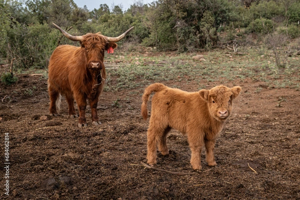 Obraz Highland Cow and Calf