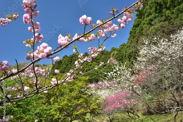 Fototapeta 満開の桜に出会える最明寺史跡公園（至福の春の時間）