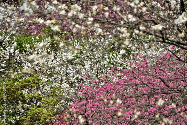 Fototapeta 満開の桜に出会える最明寺史跡公園（至福の春の時間）