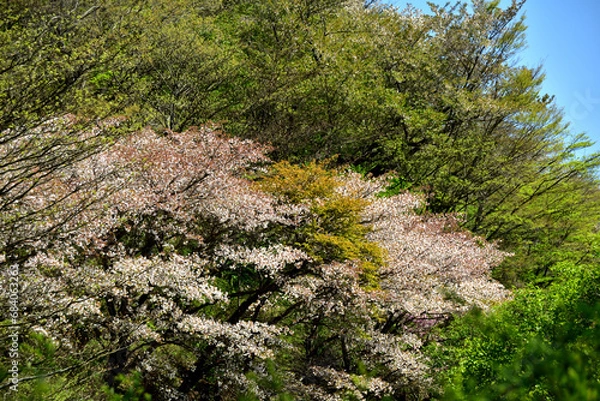 Obraz 満開の桜に出会える最明寺史跡公園（至福の春の時間）